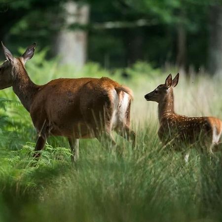 Maison Au Milieu Des Bois Et Des Animaux Jouy-le-Potier Dış mekan fotoğraf