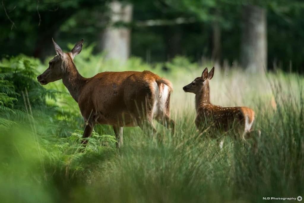 Maison Au Milieu Des Bois Et Des Animaux Jouy-le-Potier Dış mekan fotoğraf