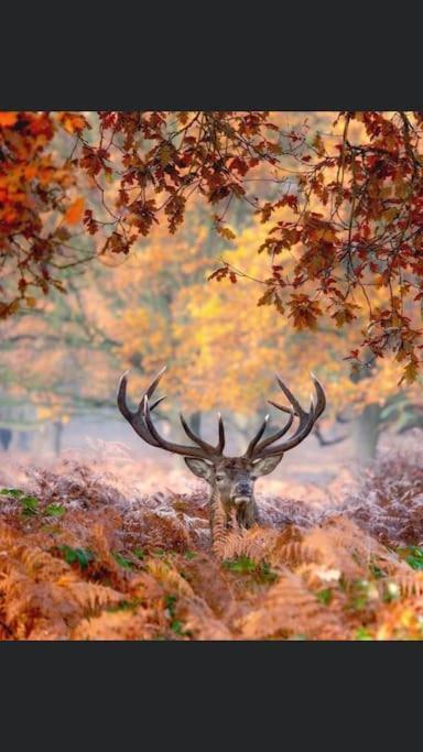 Maison Au Milieu Des Bois Et Des Animaux Jouy-le-Potier Dış mekan fotoğraf