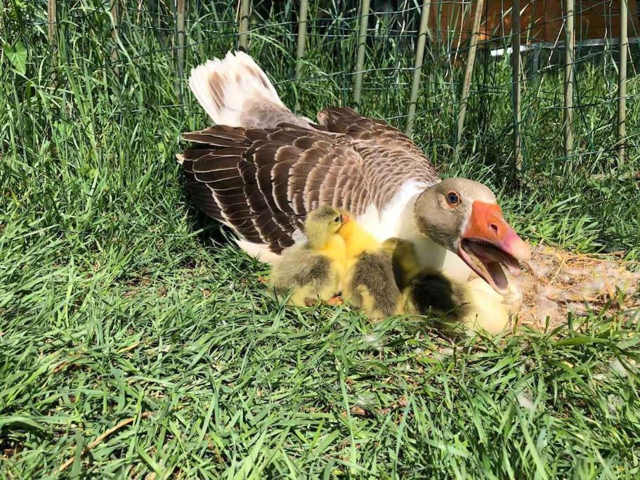 Maison Au Milieu Des Bois Et Des Animaux Jouy-le-Potier Dış mekan fotoğraf