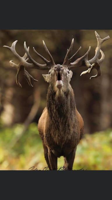 Maison Au Milieu Des Bois Et Des Animaux Jouy-le-Potier Dış mekan fotoğraf